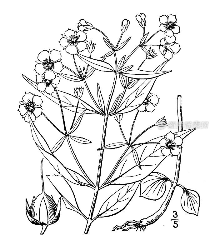 古植物学植物插图:Steironema lanceolatum, Lance leaved loose婧